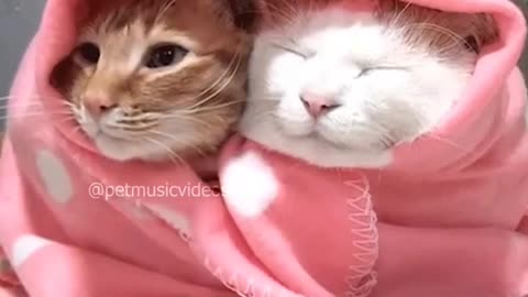 Funny Cats