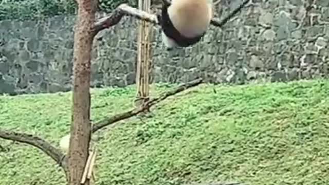 Funny Animals Fail Funny