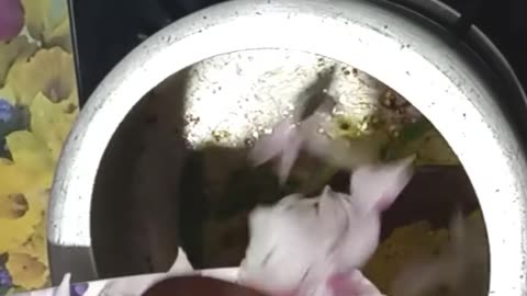 Aloo gobhi ki sabzi Ek swadish t aursathik vyanjan