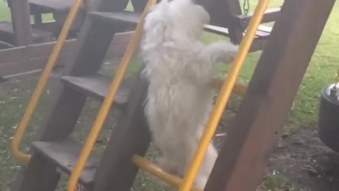 White dog slowmo climbs yellow ladder falls between bars