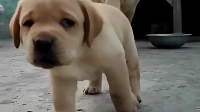Cutes dogs &Cutest Babies Play With Dogs And Cats Compilation ||