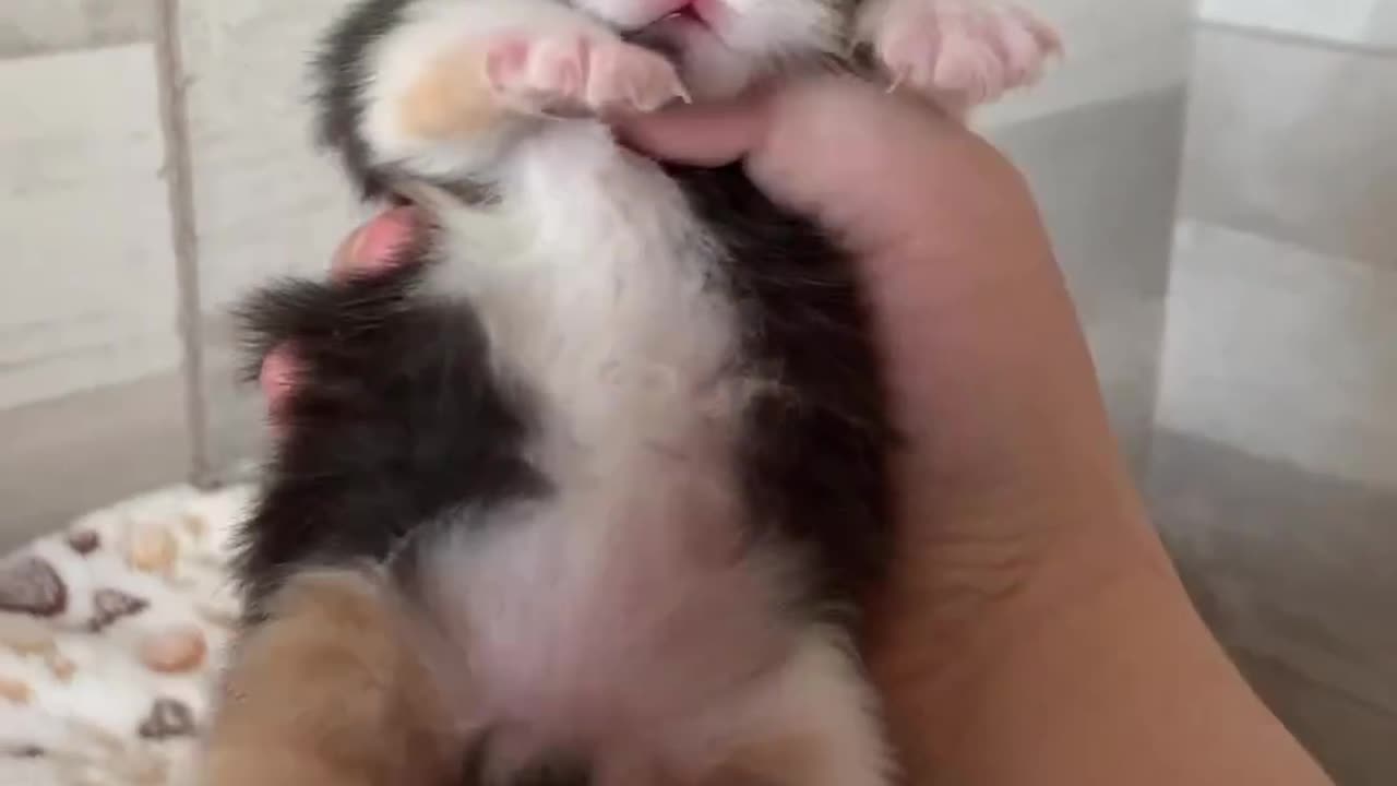 the most adorable kitten, you will definitely fall in love
