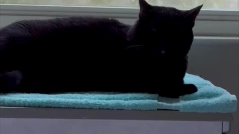 Cute Precious Piper Looks Sweet in Her Spa - Adopting a Cat from a Shelter Vlog #shorts