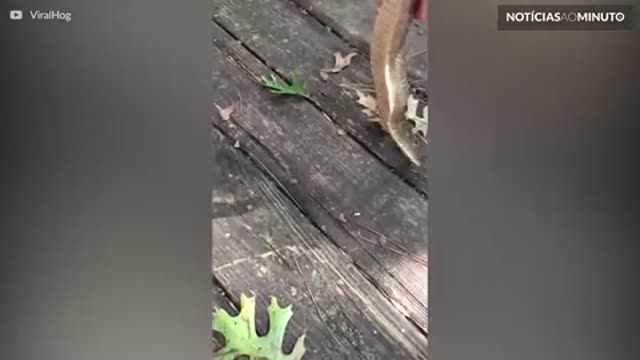 Cobra tenta enganar humano e se finge de morta