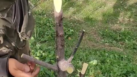 Apple grafting video