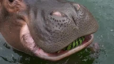 A hippopotamus