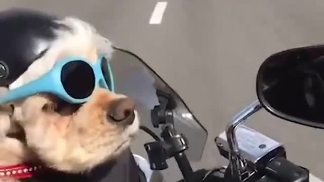 Dog riding motorcycle like a boss.