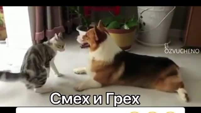 Кот строи пса!!!учит уму разуму)))