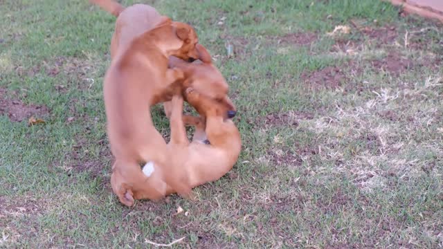 Dancing with the dog