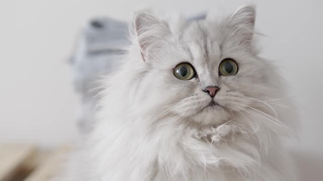 beautiful cute cat In Video
