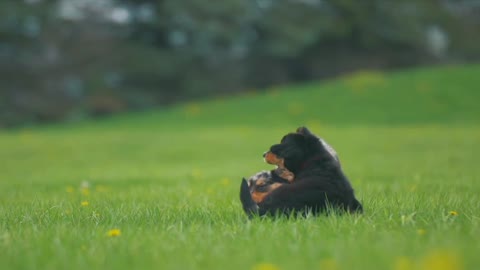 Two Cute Puppy Having Fun and Playing Together.