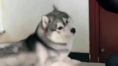 Funny dog clips 😂😂😂😆