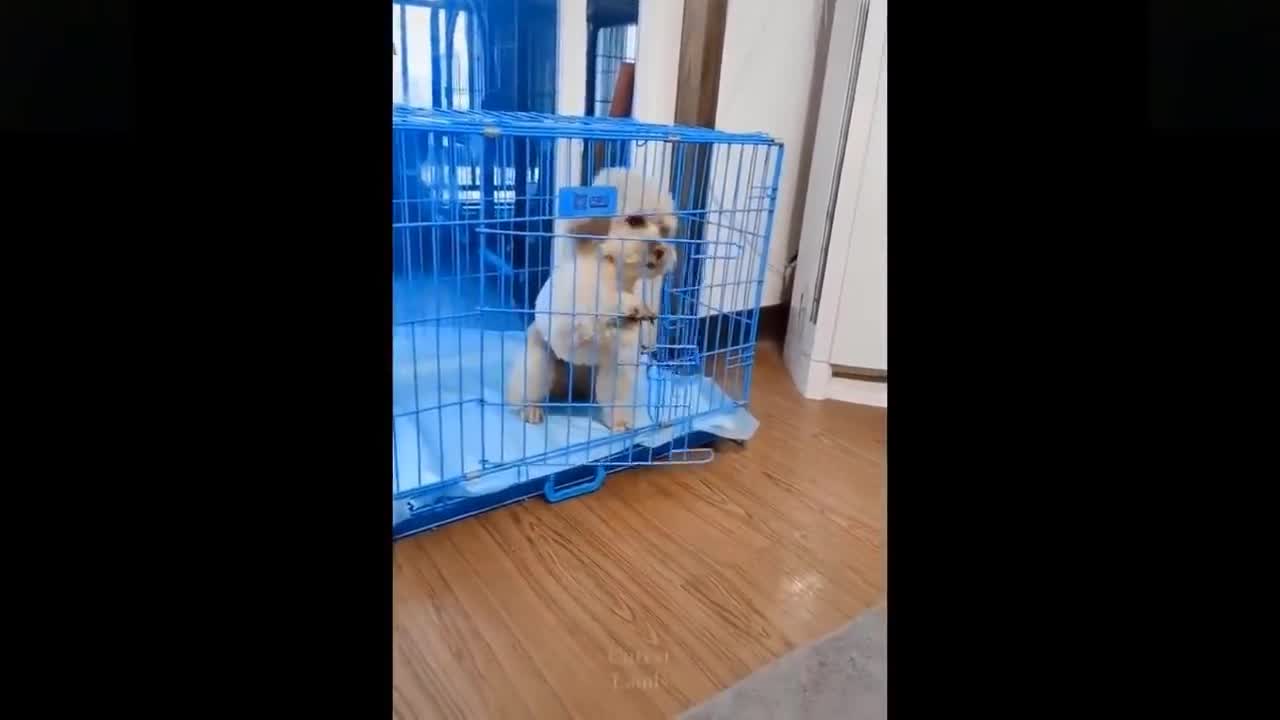 💗 Cute And Funny Pets |Try Not To Laugh To These Pets Compilation #8💗