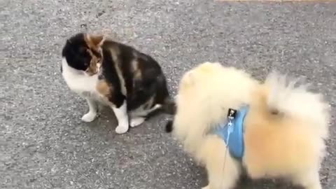 Gato 🐱 vs perro 🐕