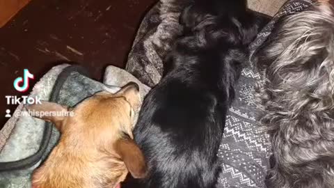 3 Headed Greek Dog!¡