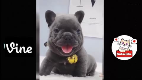 Cute dog 🐕