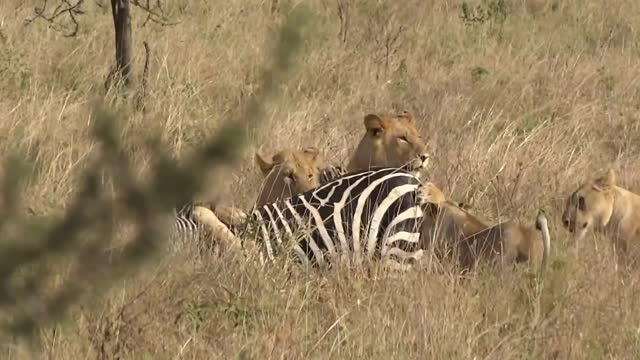 Young lions catch and kill an unfortunate zebra in Serengeti!