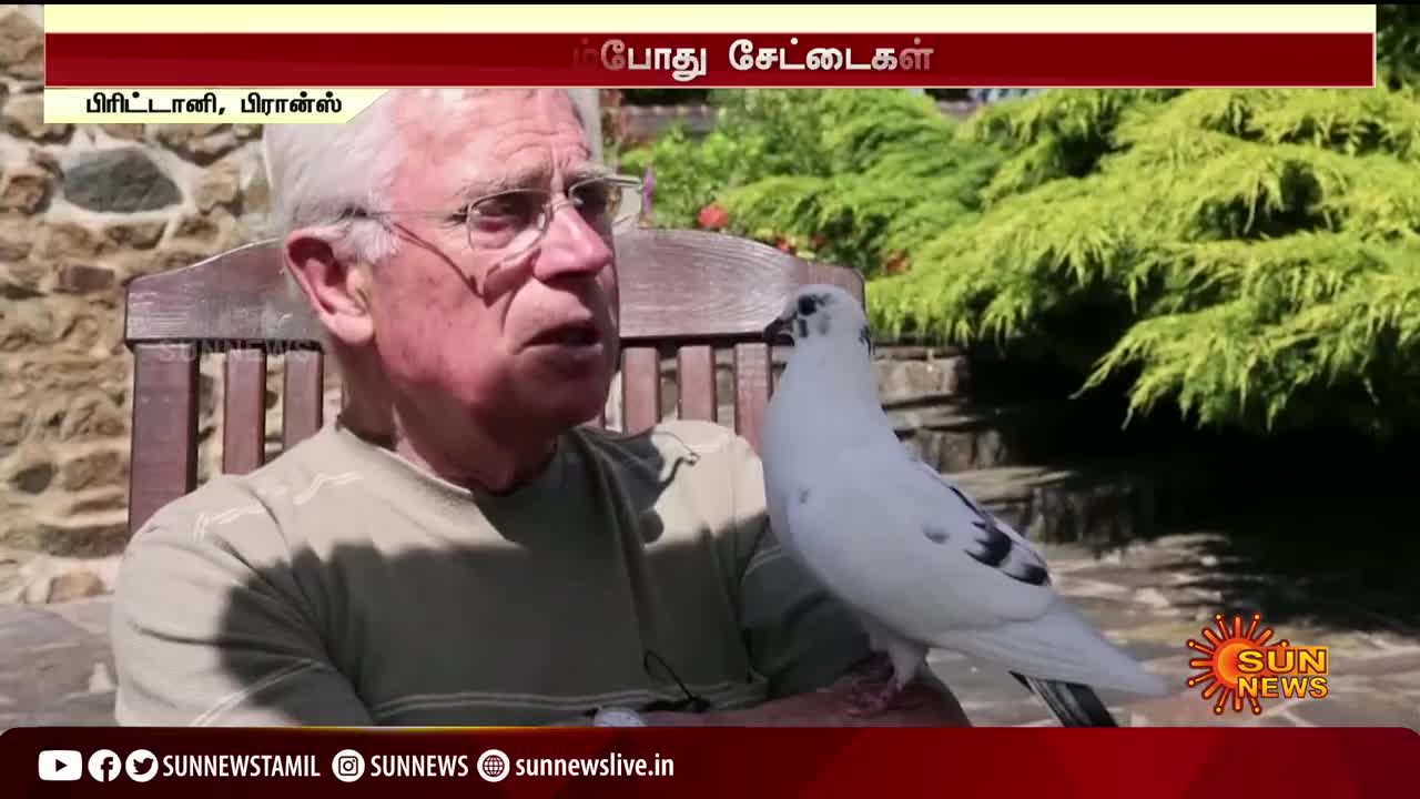Pigeon relationship with guy