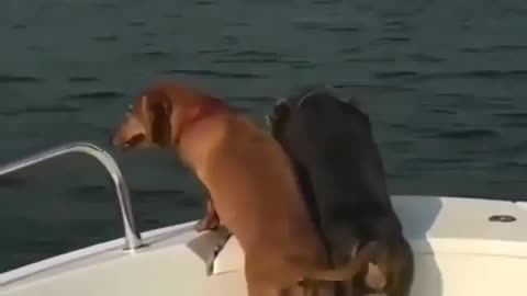 Happy dog can't resist the boading day - Funny pet video