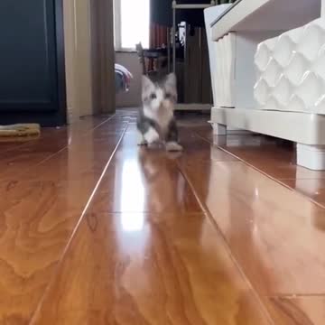 Baby Cats #viral #cat