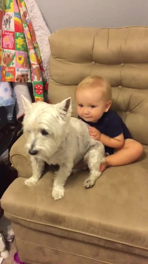 Perro se mete en la sesión de fotos de un bebé