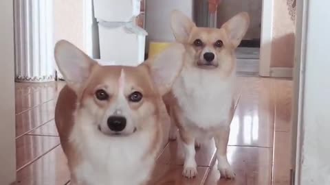 Can't stop laughing animals cats and dogs🐈😺 Cute #67💋🥺