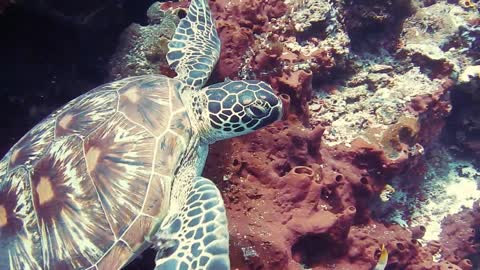 turtle swimming a