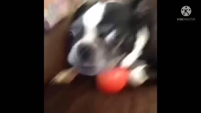 funny dog video dog is very funny