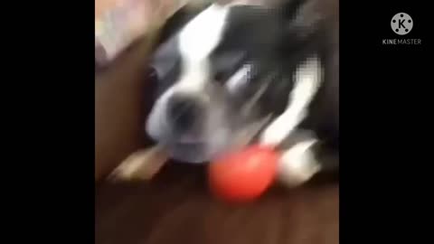 funny dog video dog is very funny