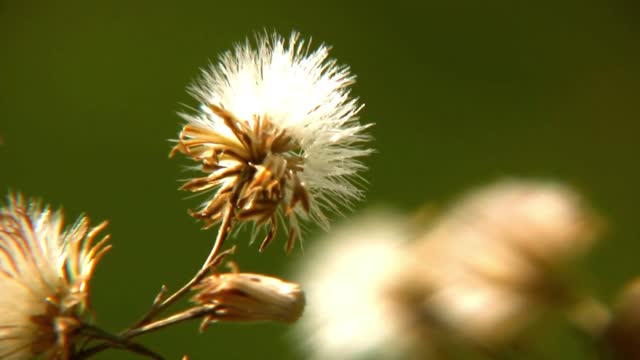 Nature's Video With Relaxing Music