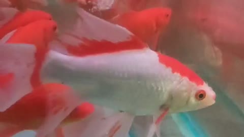 red goldfish swimming around