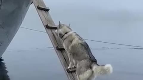 Husky Climbs Ladder