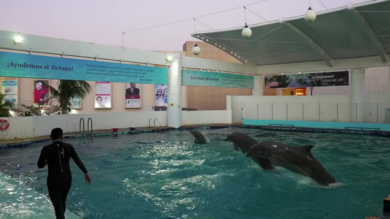 Dolphins swimming in the clear blue water of the pool performing different tricks and movements