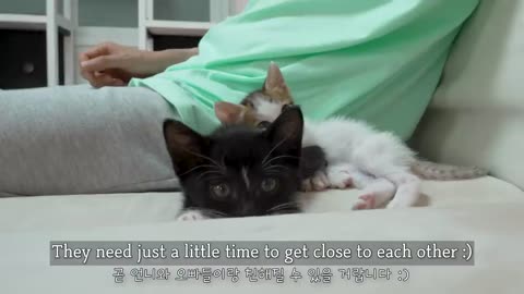 The Big Cat is Really Strict With Two Rescued Kittens │ Episode.19