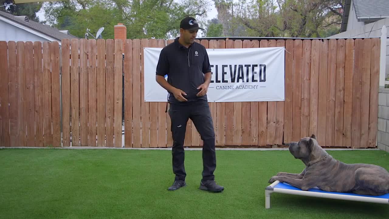 Dog Training Video