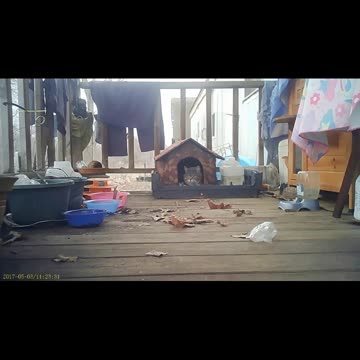 EA S48 - What the Cat Says to the Bird