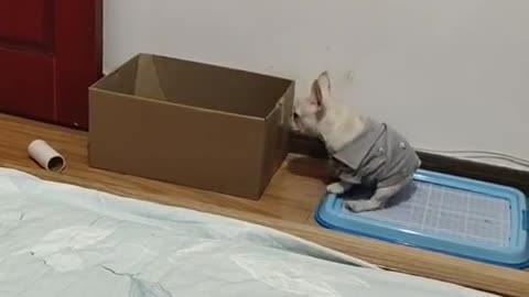 the little dog is trying to climb the box