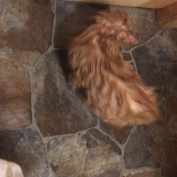 Can doesn’t recognize tail after bath