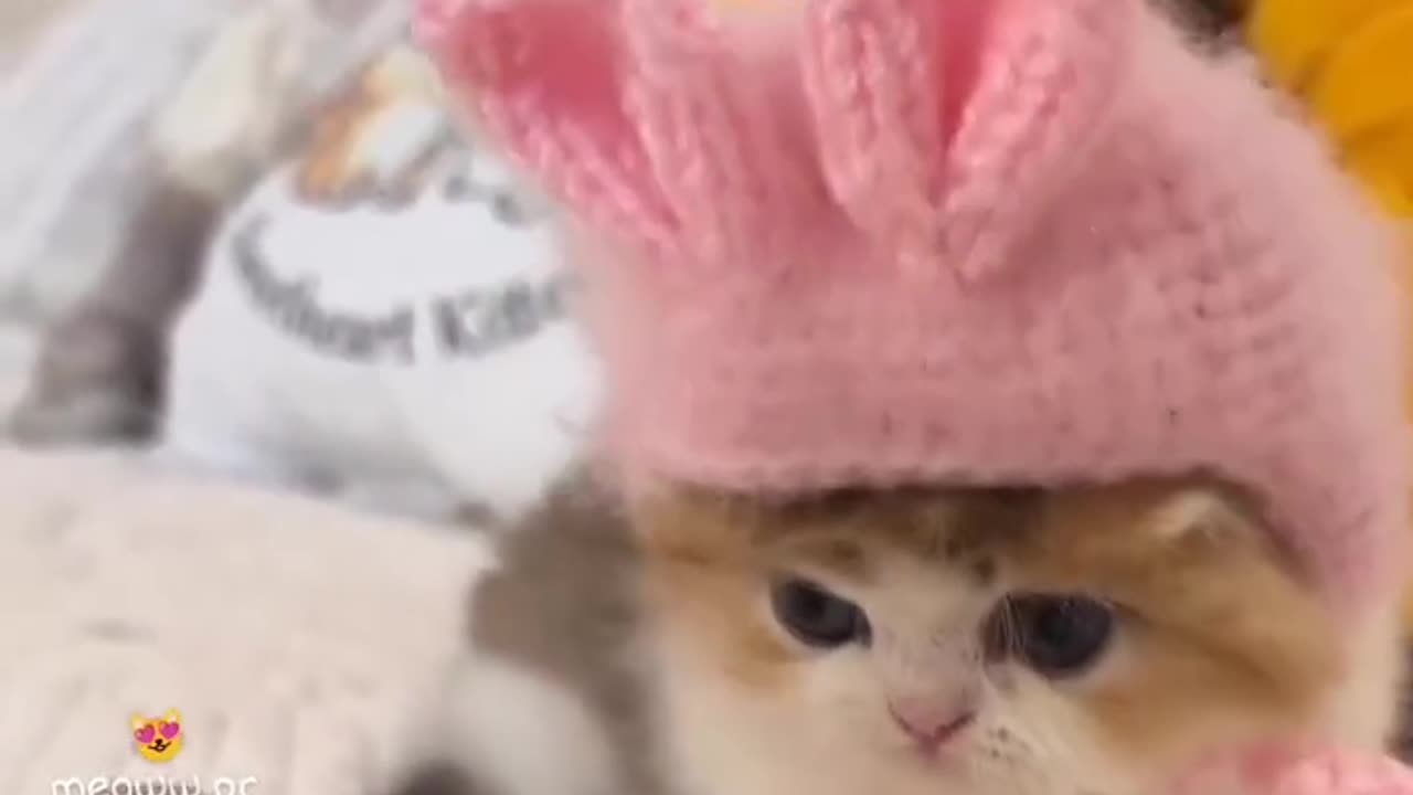 #cat