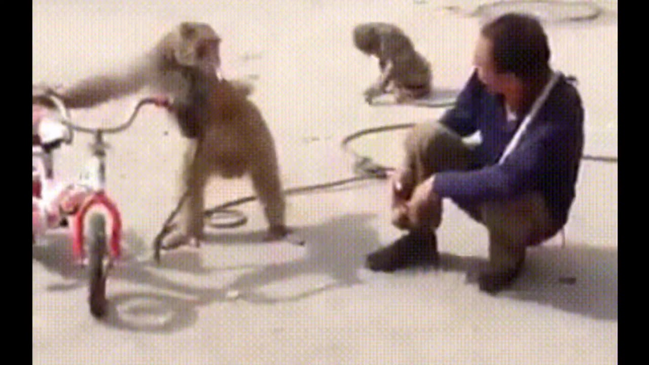 funniest monkey - cute and funny monkey videos full HD