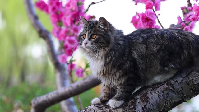 The black cat is in the tree