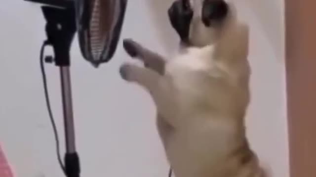 Baby Dogs - Cute and Funny Dog Videos Compilation # 3 | Aww Animals