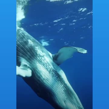 The Humpback Whale