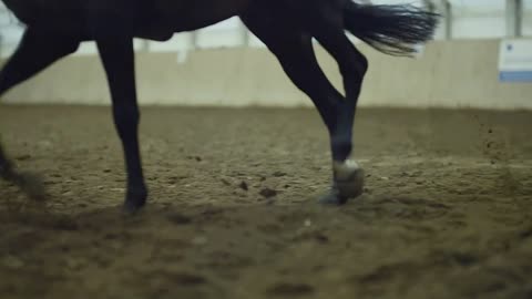 Horse legs in slow motion