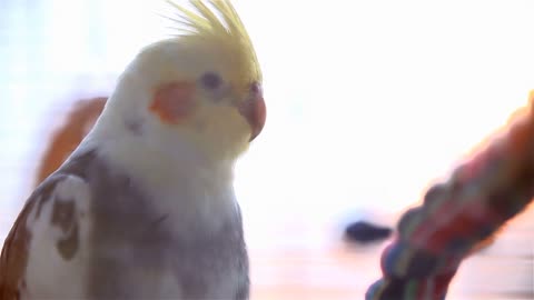 Bird in Cage With Strong Sunshine Background