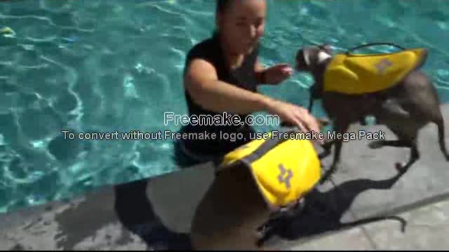 Teaching My Dogs How To Swim with a few simple steps