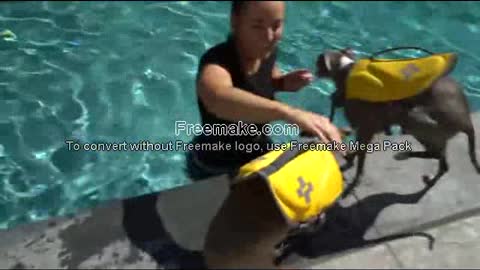 Teaching My Dogs How To Swim with a few simple steps