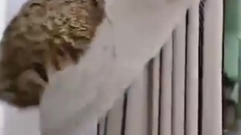 Cavalier King Charles is over the moon about new Ragdoll Kitten
