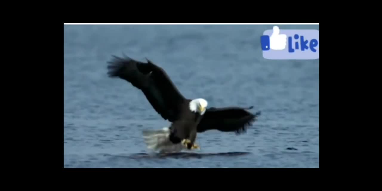 The Amazing Eagle Attack