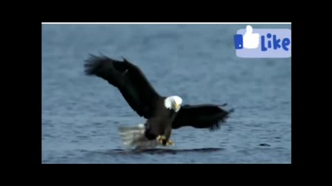 The Amazing Eagle Attack